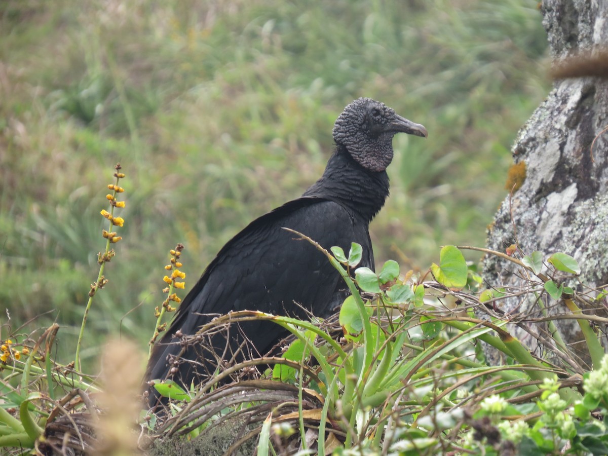 Black Vulture - ML644184078