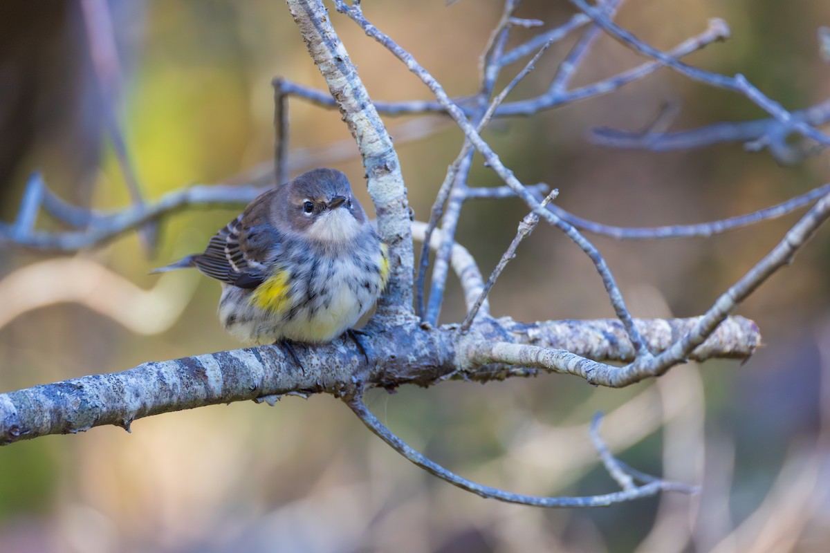 Yellow-rumped Warbler - ML644184082