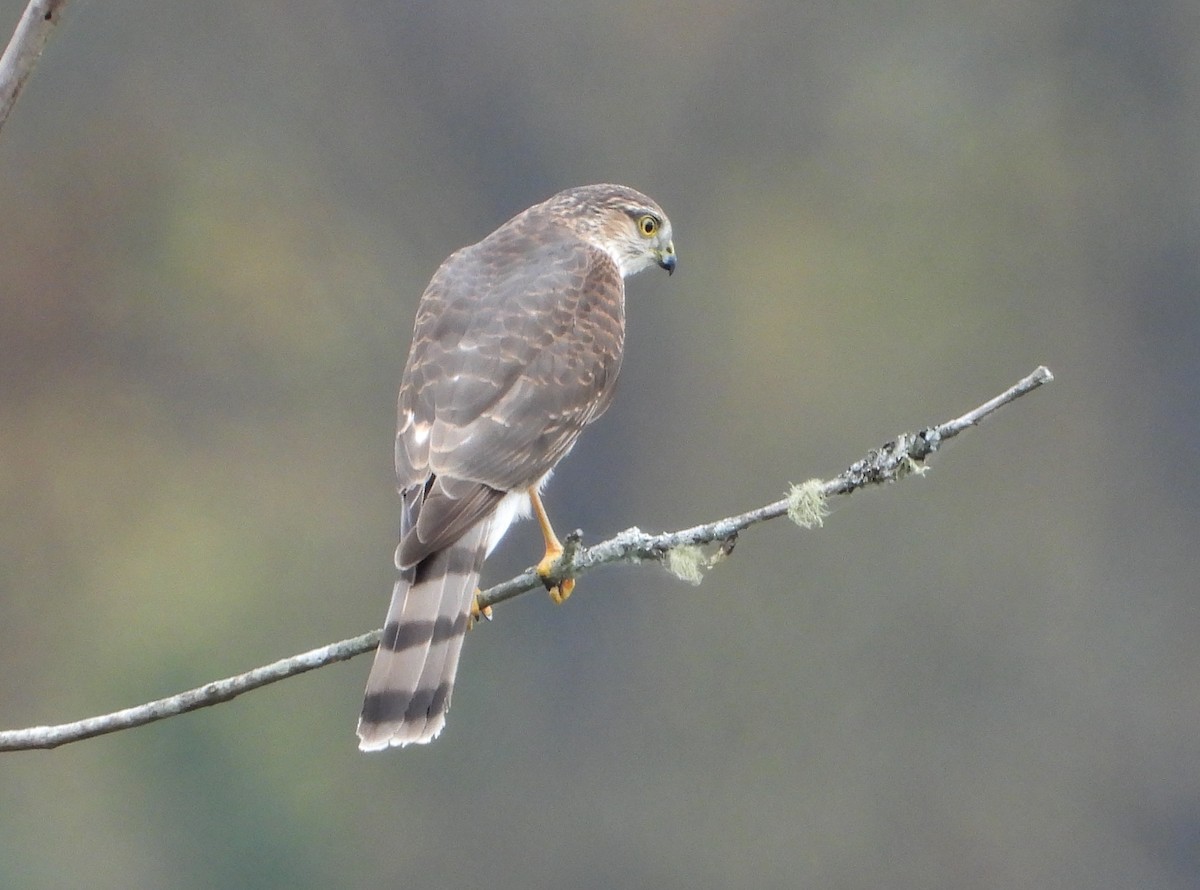 Sharp-shinned Hawk - ML644184086