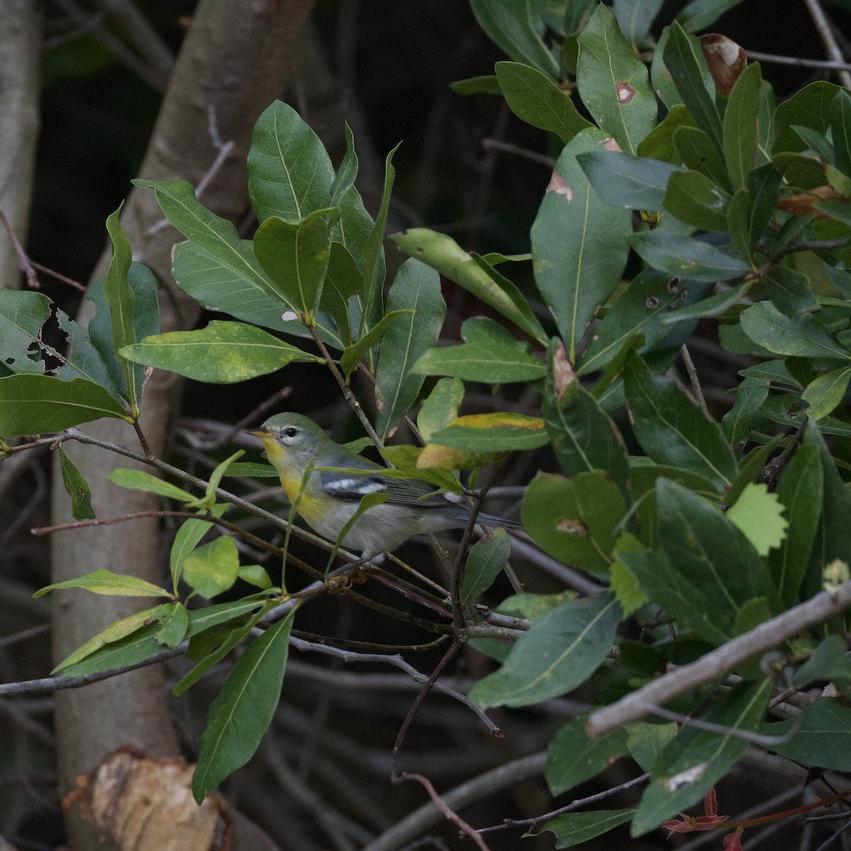 Northern Parula - ML644184093