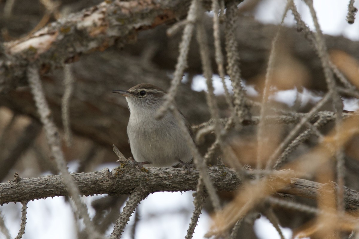 langstjertsmett - ML644184098