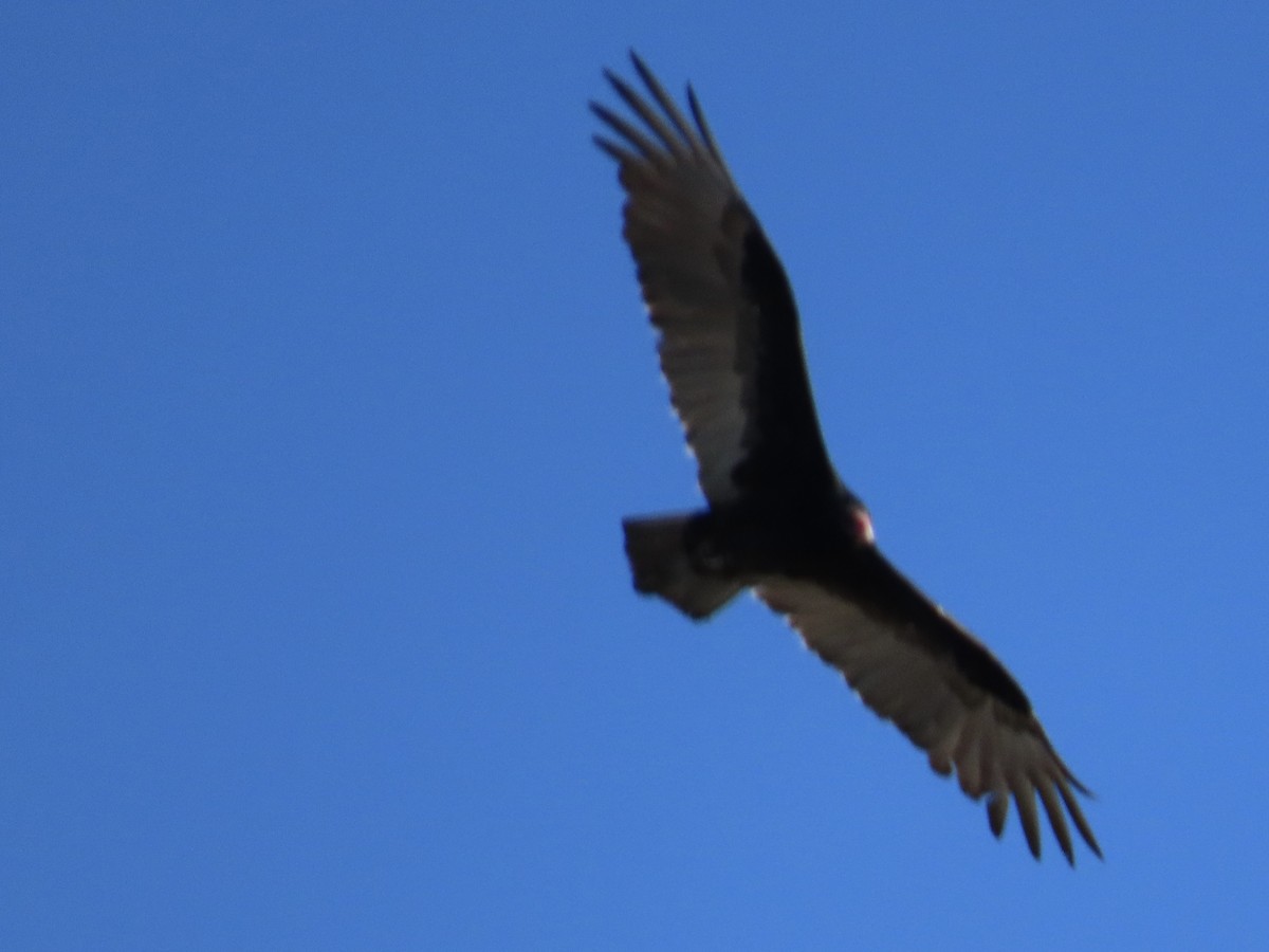 Turkey Vulture - ML644184110