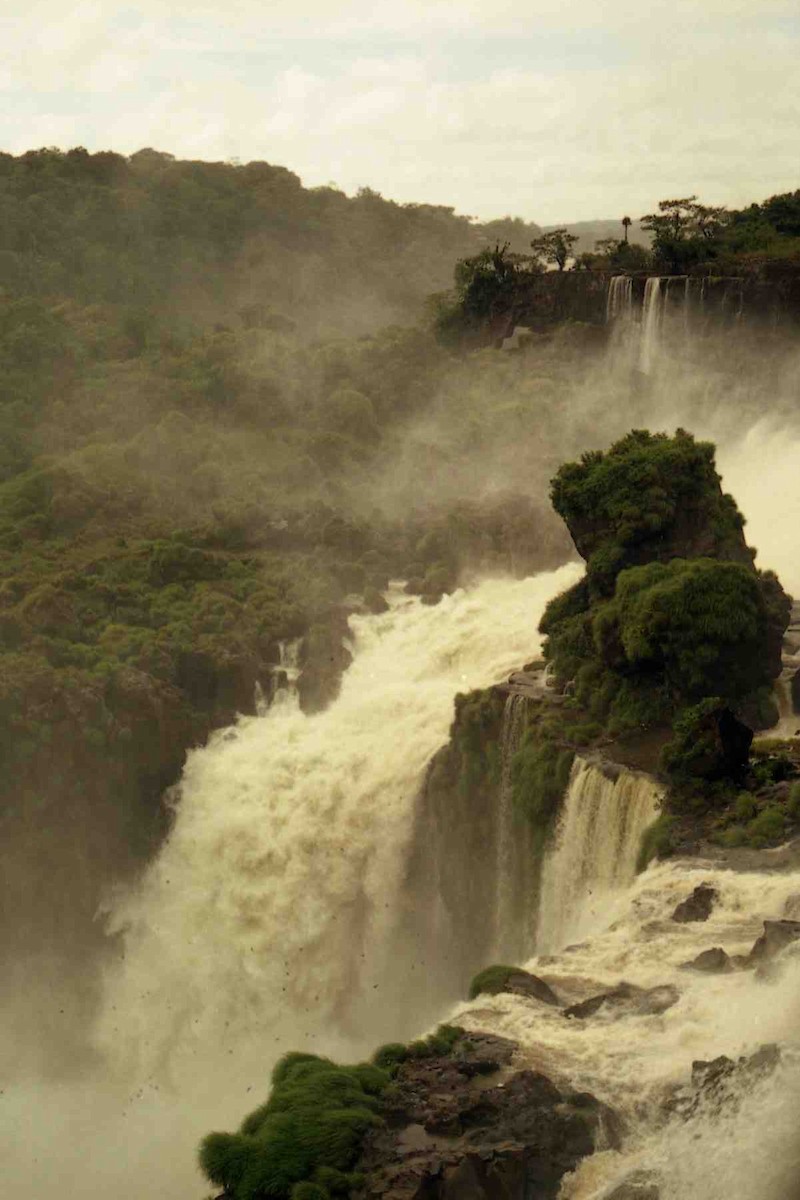 Great Dusky Swift - ML644184117