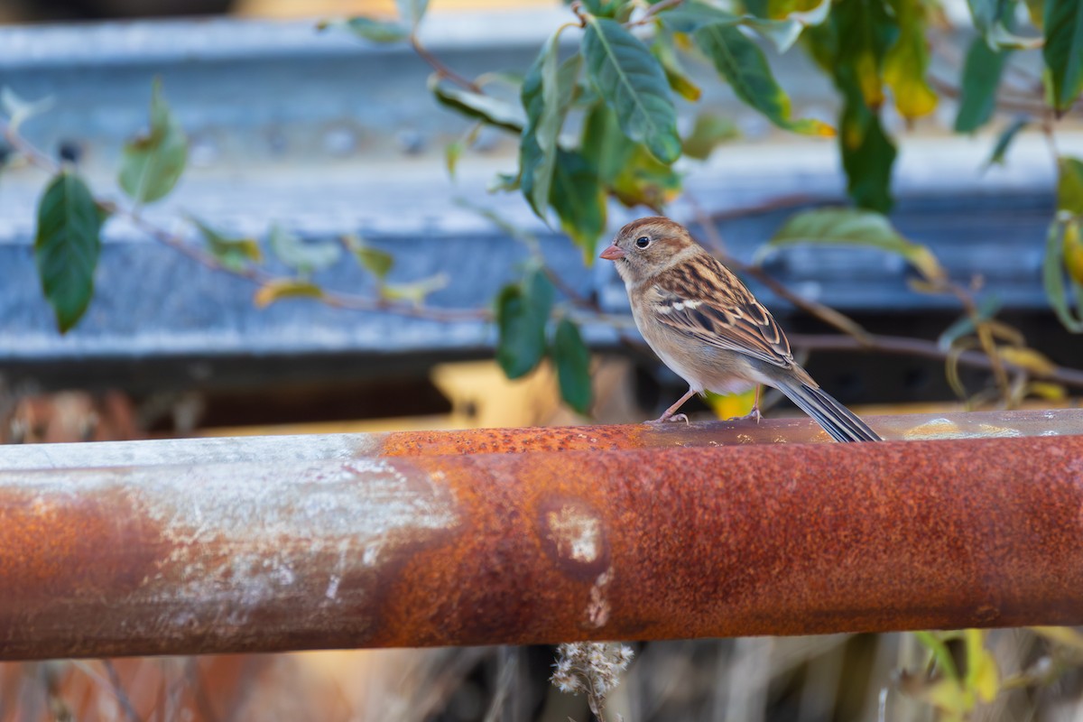 Field Sparrow - ML644184118
