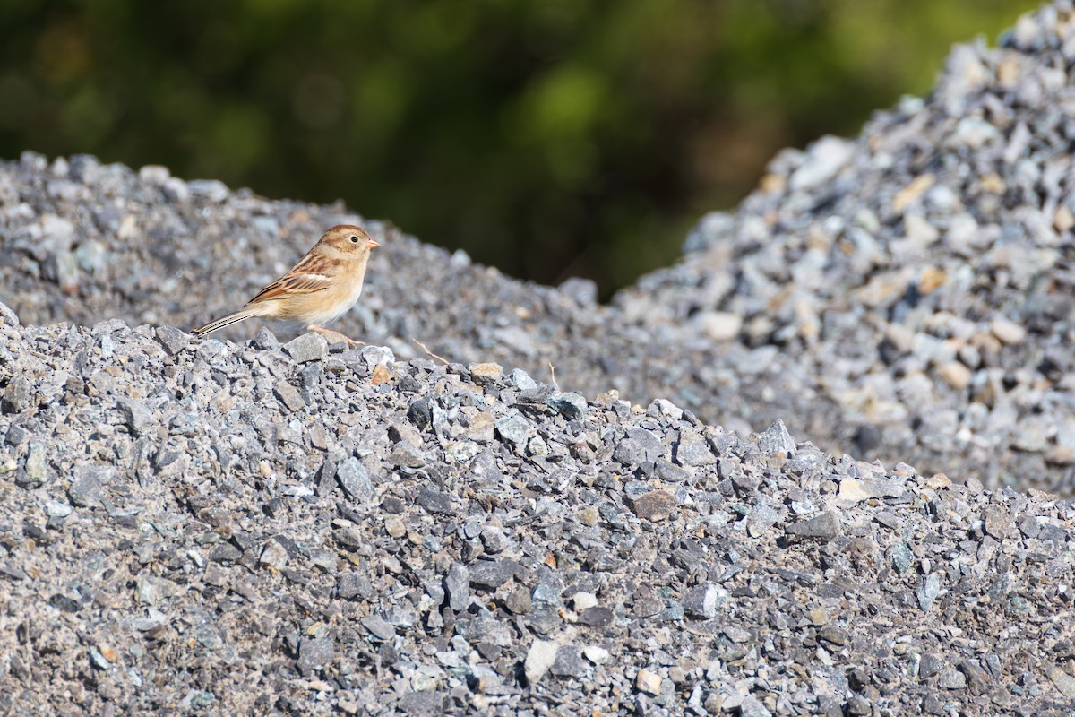 Field Sparrow - ML644184120