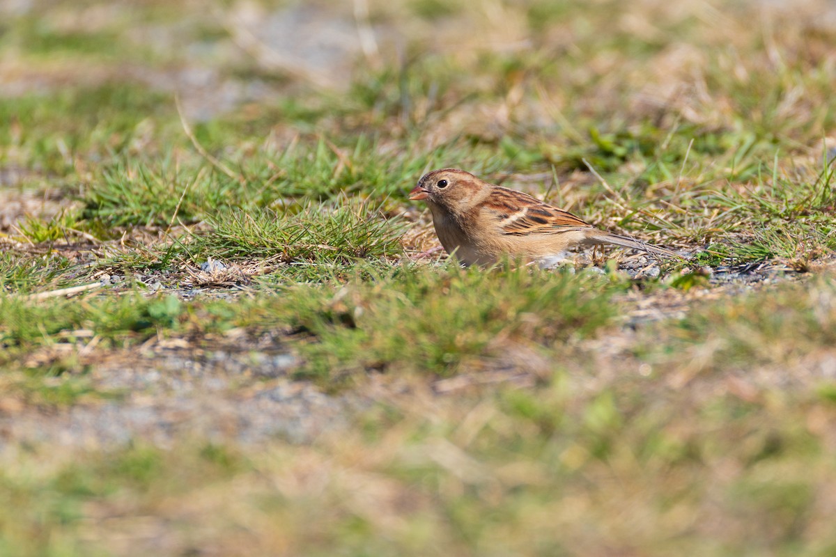 Field Sparrow - ML644184121