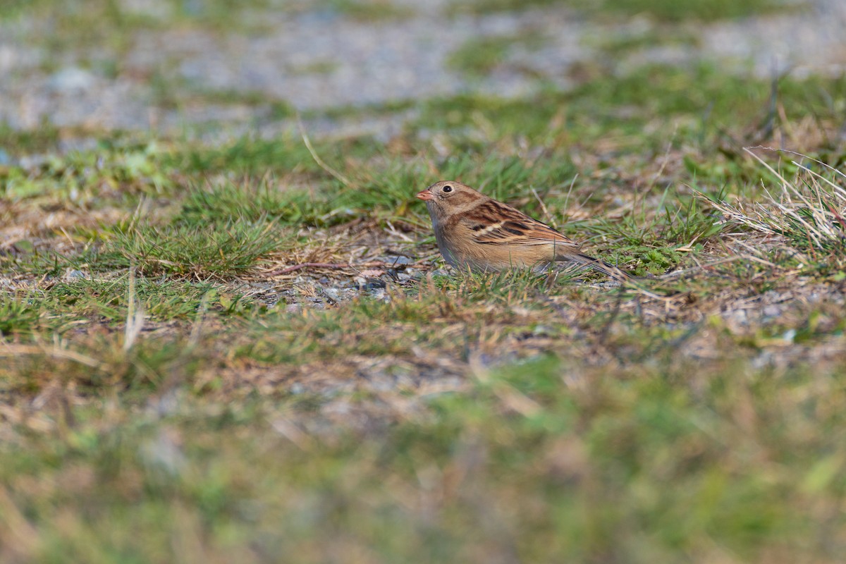 Field Sparrow - ML644184122