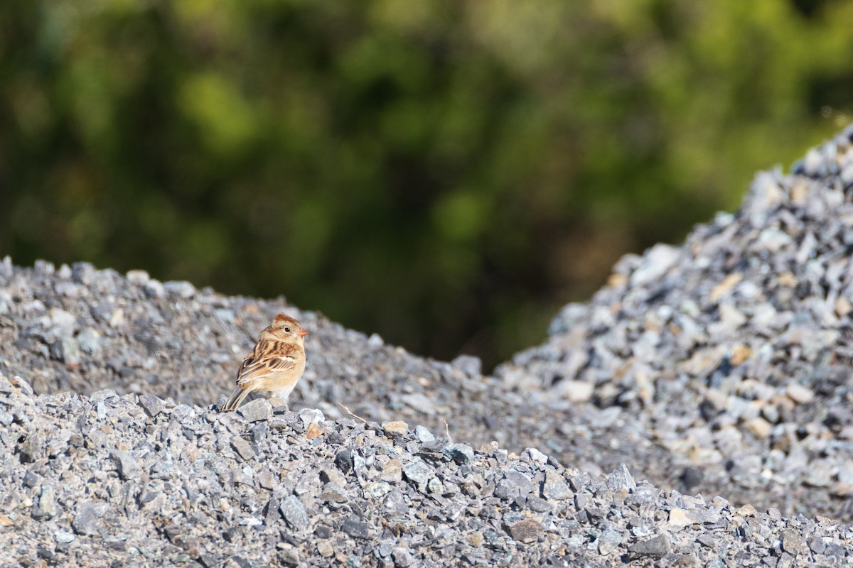 Field Sparrow - ML644184123