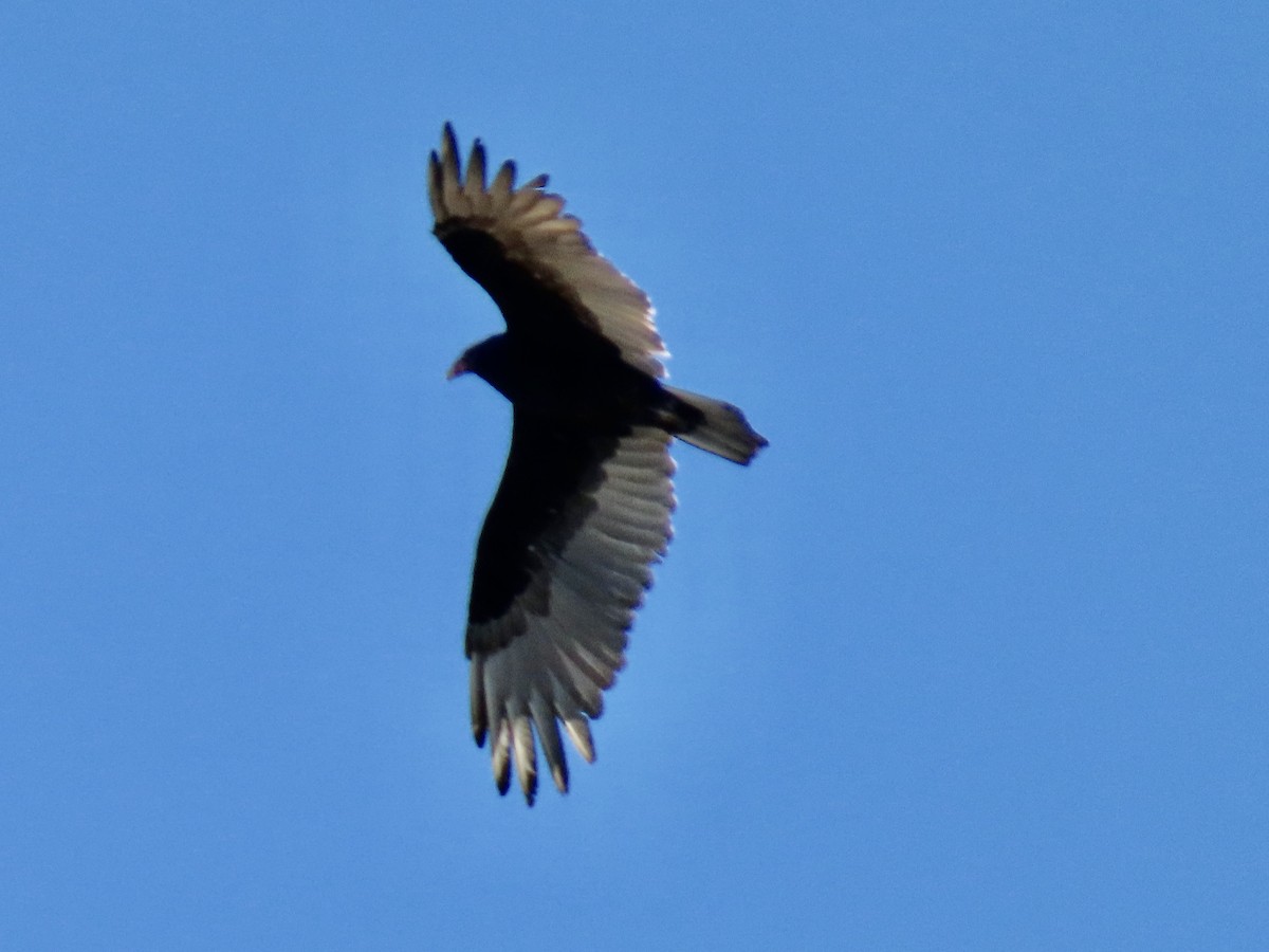 Turkey Vulture - ML644184124