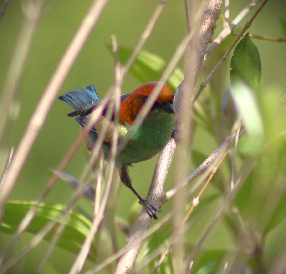 Black-backed Tanager - ML644184125