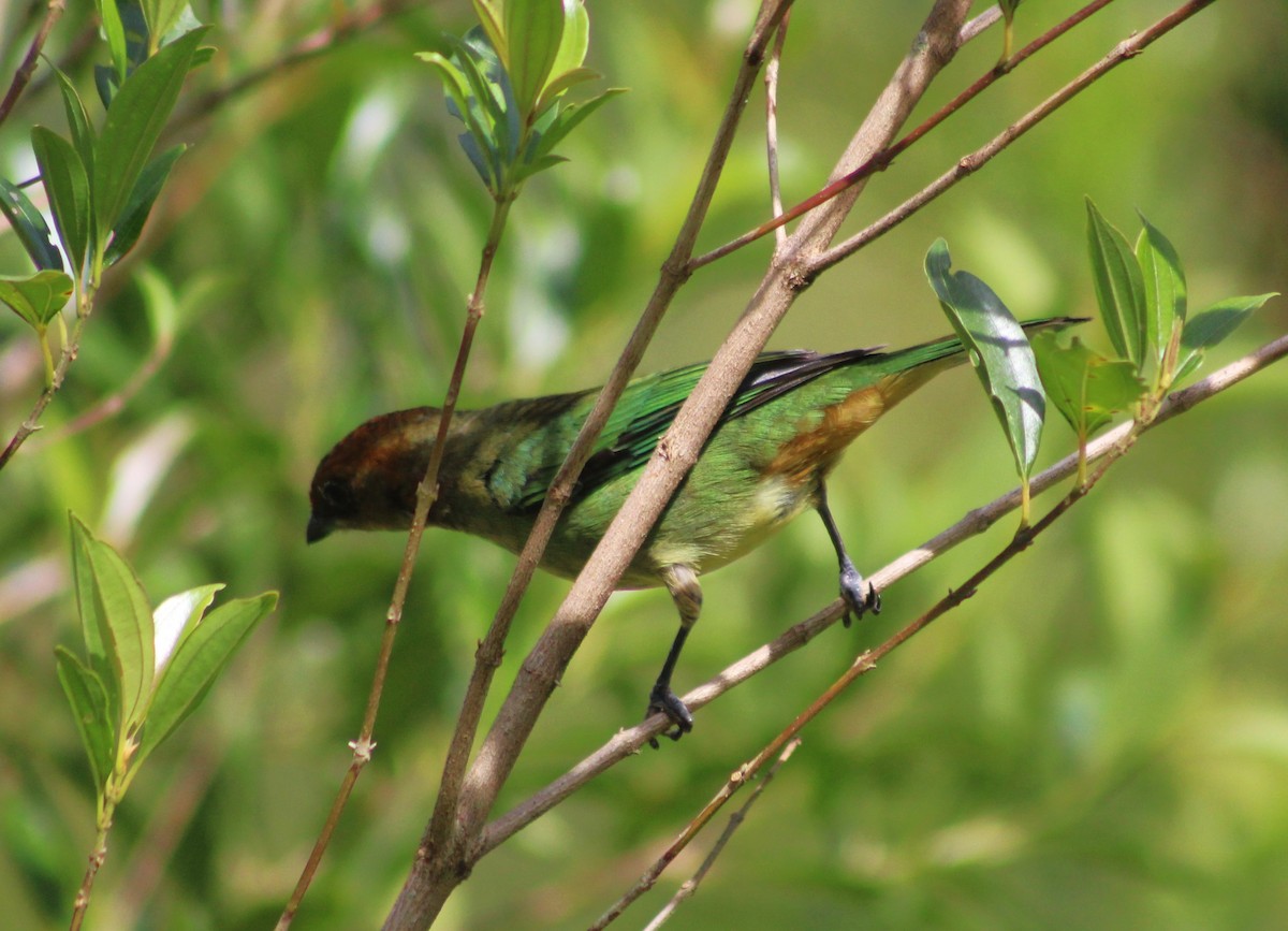 Black-backed Tanager - ML644184126