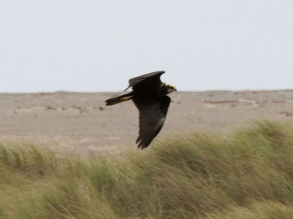 Western Marsh Harrier - ML644184202