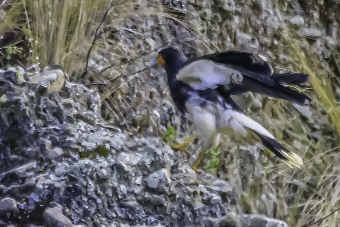 Caracara montagnard - ML644184207