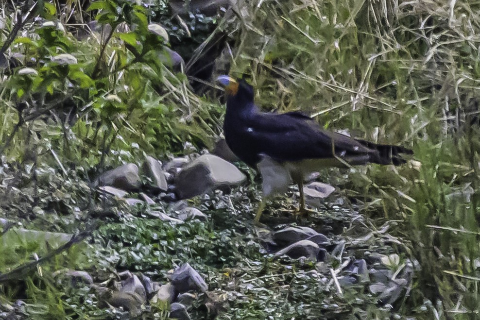 Caracara montagnard - ML644184208