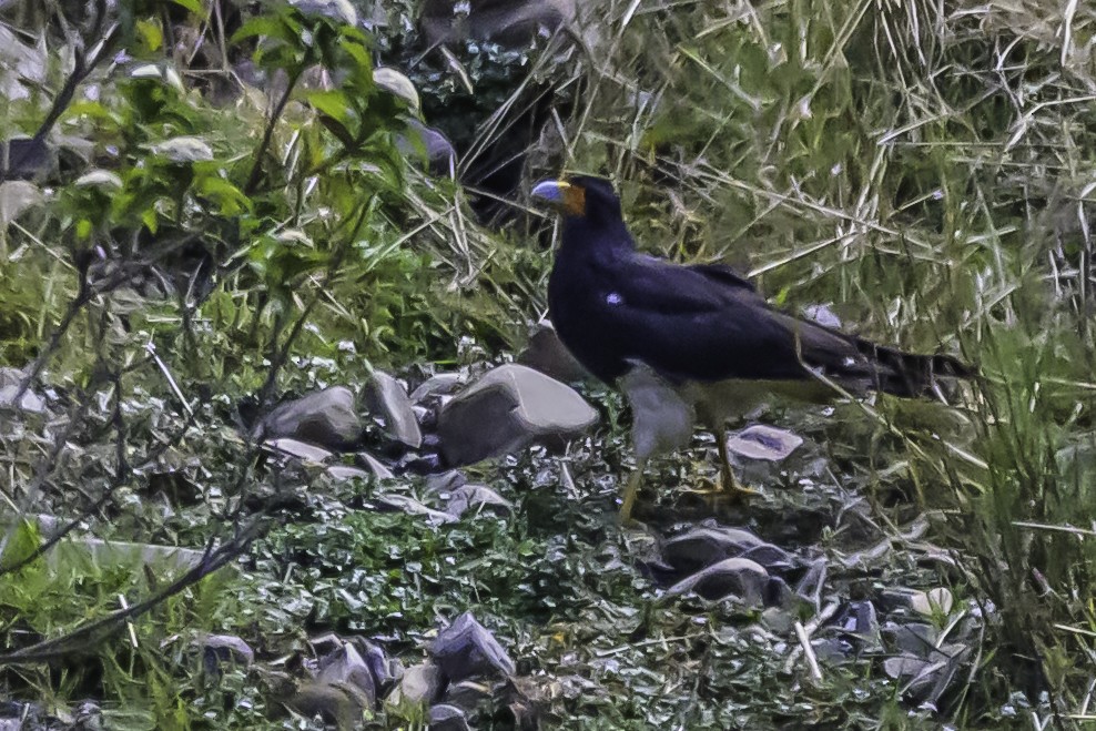 Caracara montagnard - ML644184209