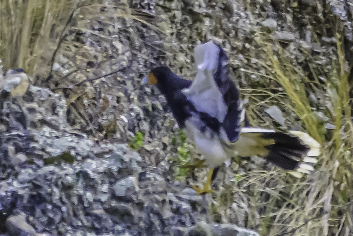 Caracara montagnard - ML644184210
