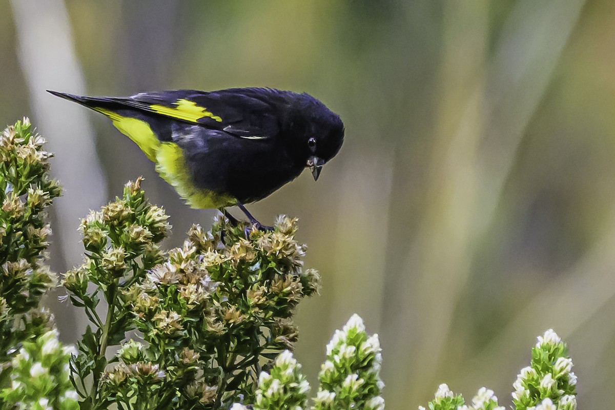 Schwarzzeisig - ML644184239