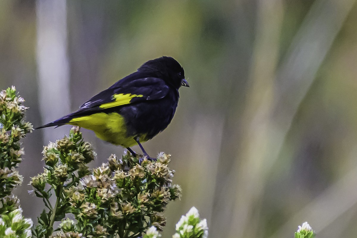 Schwarzzeisig - ML644184240