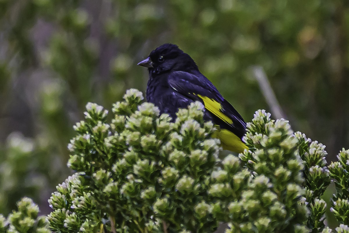 Schwarzzeisig - ML644184241