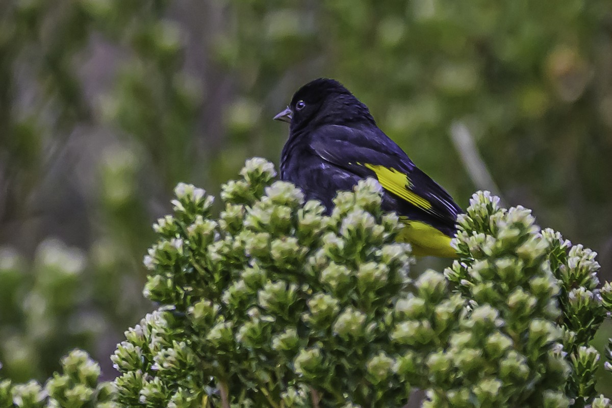 Schwarzzeisig - ML644184242