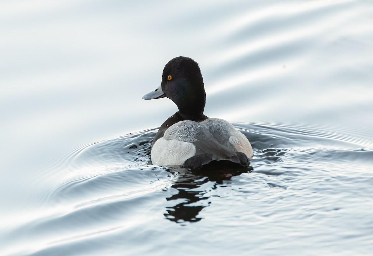 Lesser Scaup - ML644184243