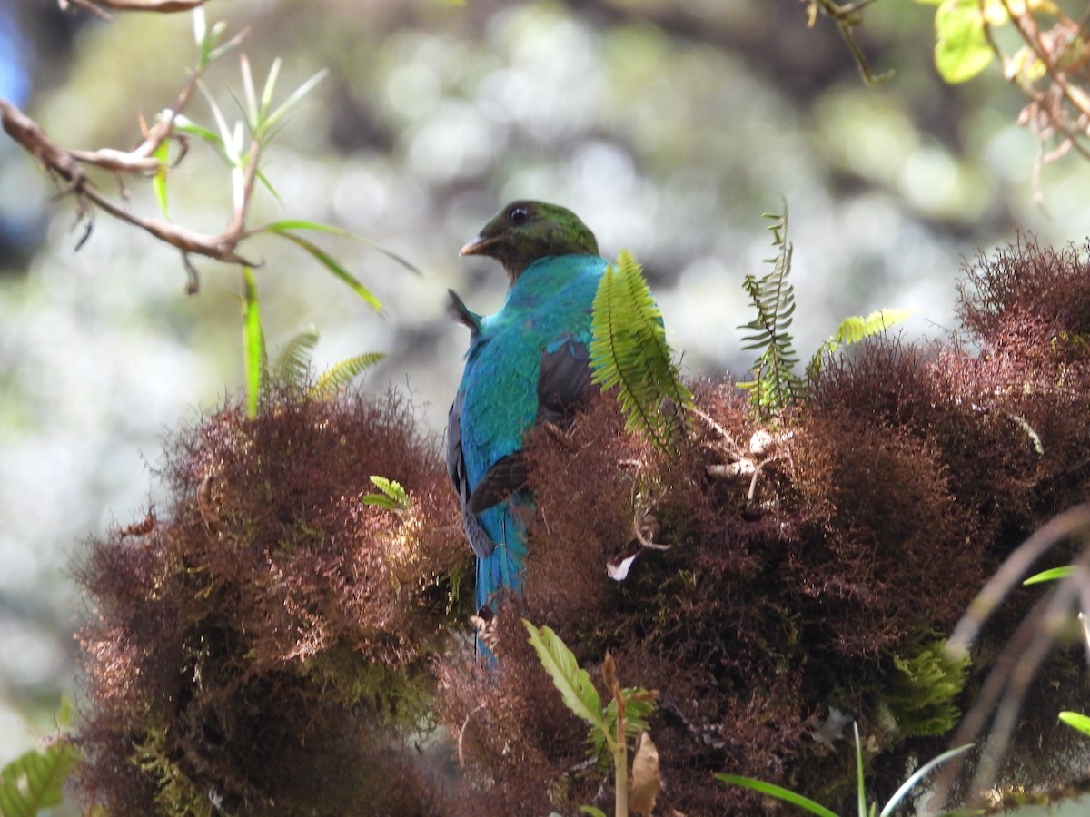 Golden-headed Quetzal - ML644184254