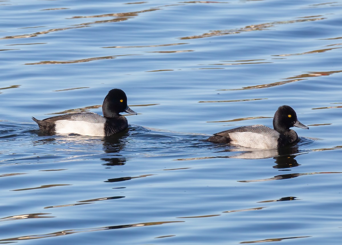 Lesser Scaup - ML644184255