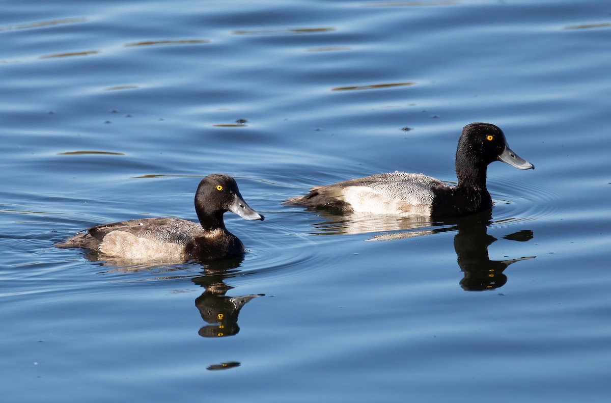 Lesser Scaup - ML644184261