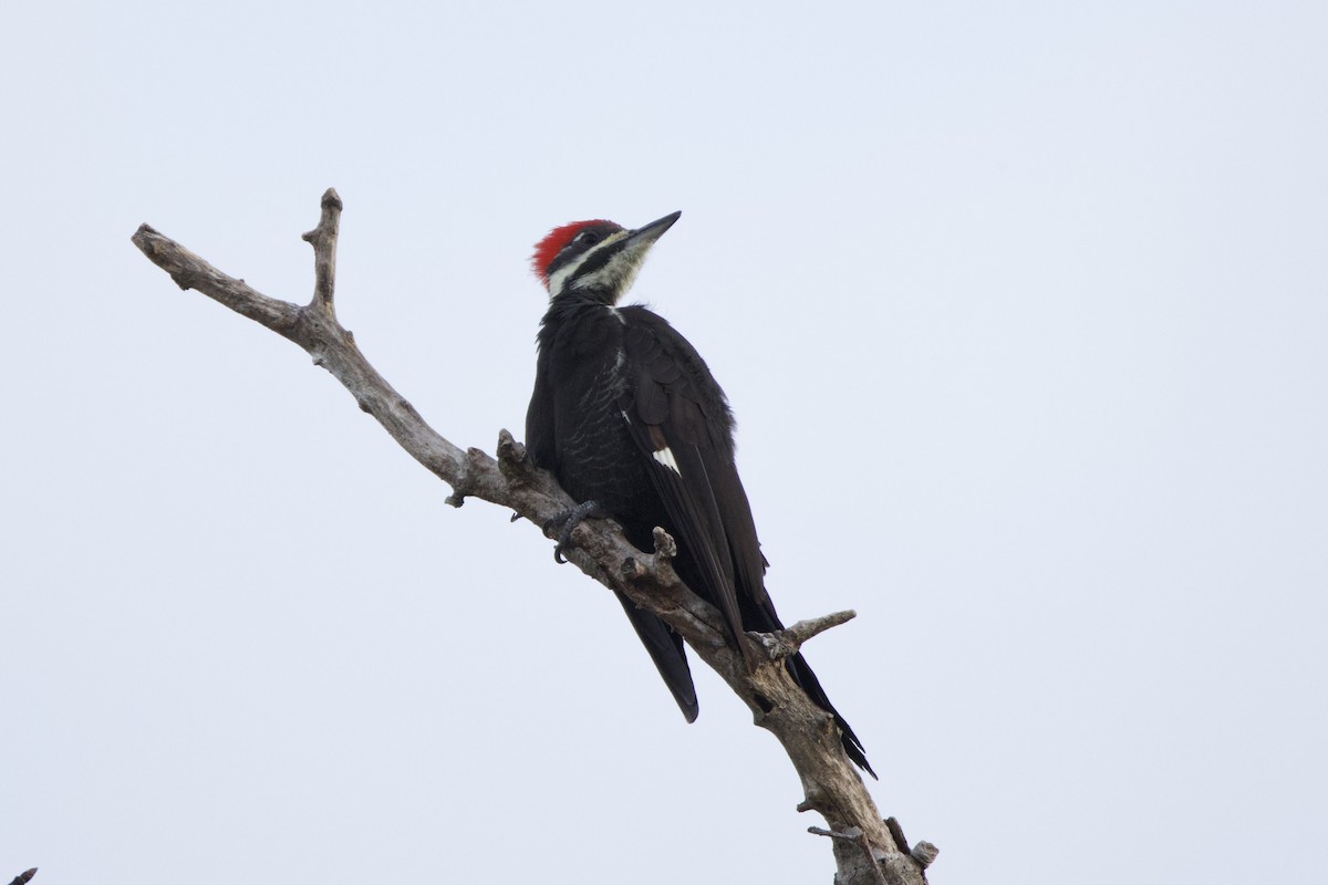 Pileated Woodpecker - ML644184262