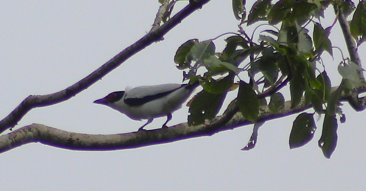 Black-tailed Tityra - ML644184263