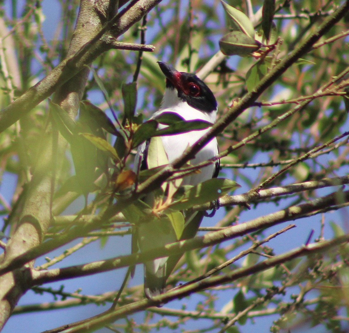 Black-tailed Tityra - ML644184264