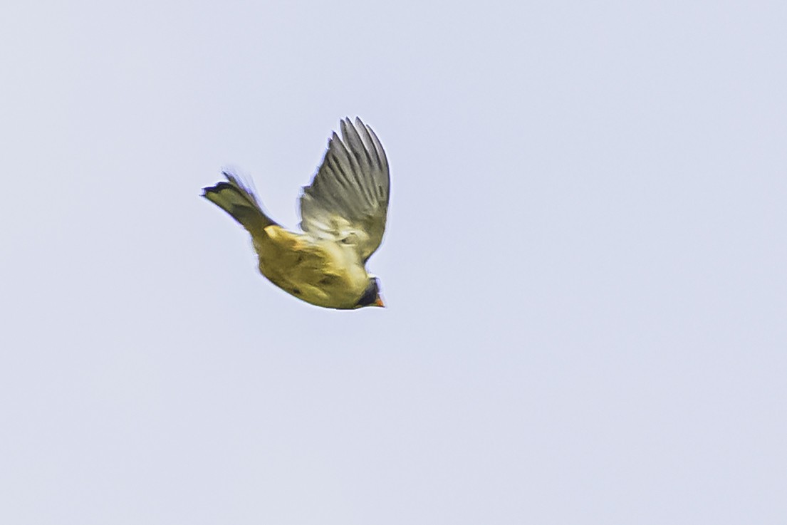 oransjenebbsaltator - ML644184270