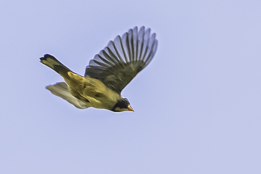 oransjenebbsaltator - ML644184271