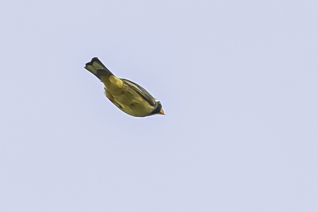 oransjenebbsaltator - ML644184272