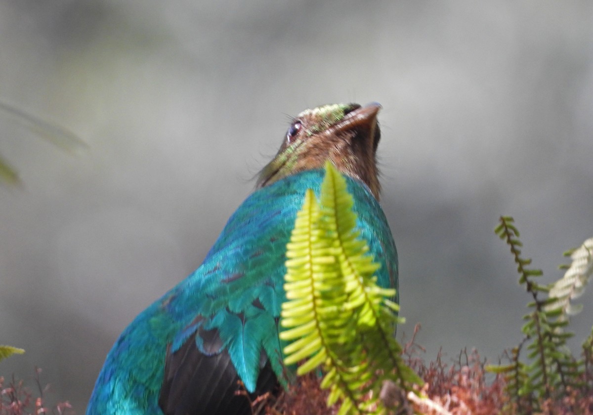 Golden-headed Quetzal - ML644184273