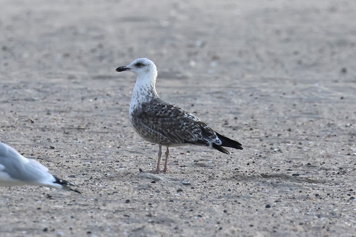 Lesser Black-backed Gull - ML644184279