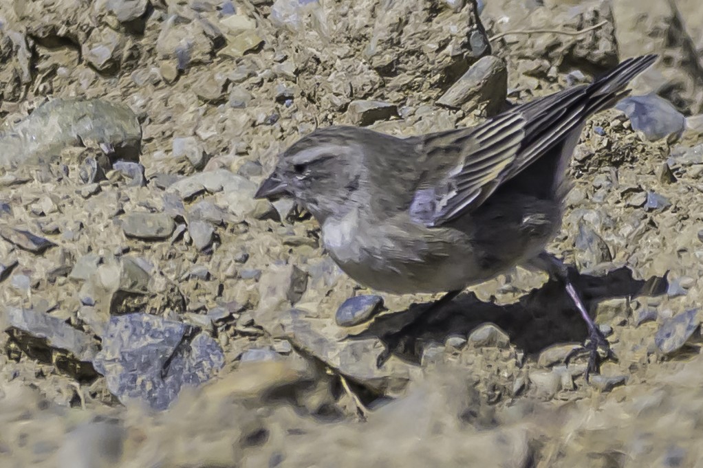 Ash-breasted Sierra Finch - ML644184283