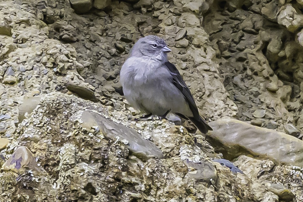 Ash-breasted Sierra Finch - ML644184284