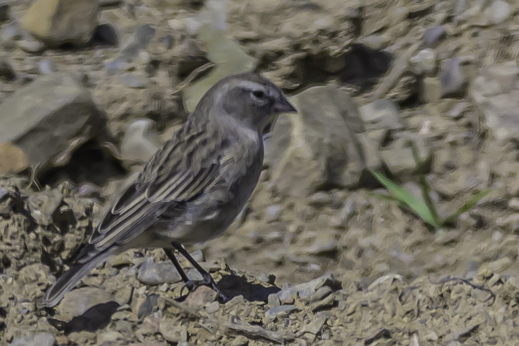 Ash-breasted Sierra Finch - ML644184285