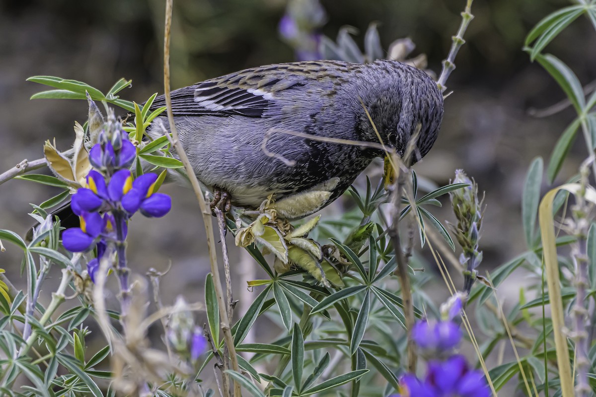 Mourning Sierra Finch - ML644184327