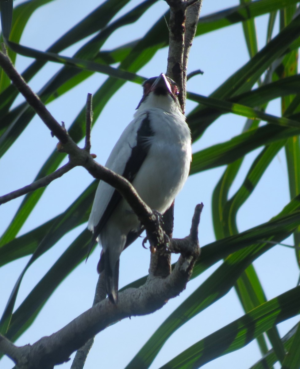 Black-tailed Tityra - ML644184329