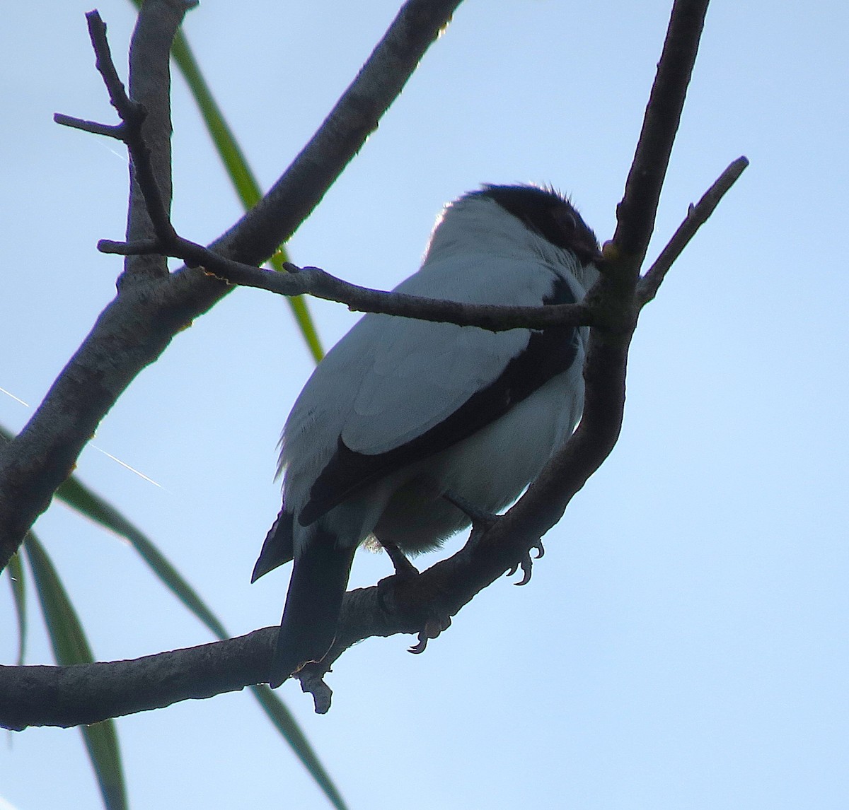 Black-tailed Tityra - ML644184330