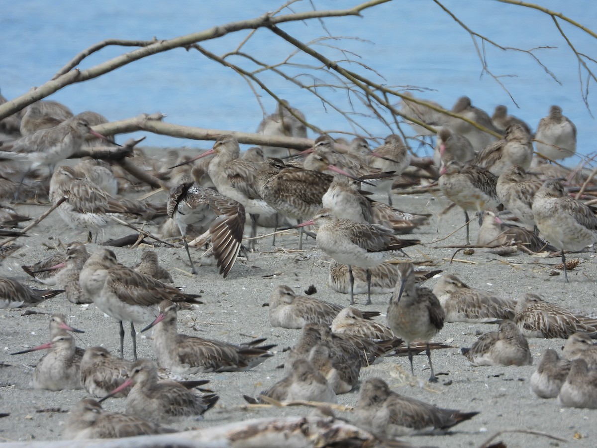 Eurasian Whimbrel - ML644184341