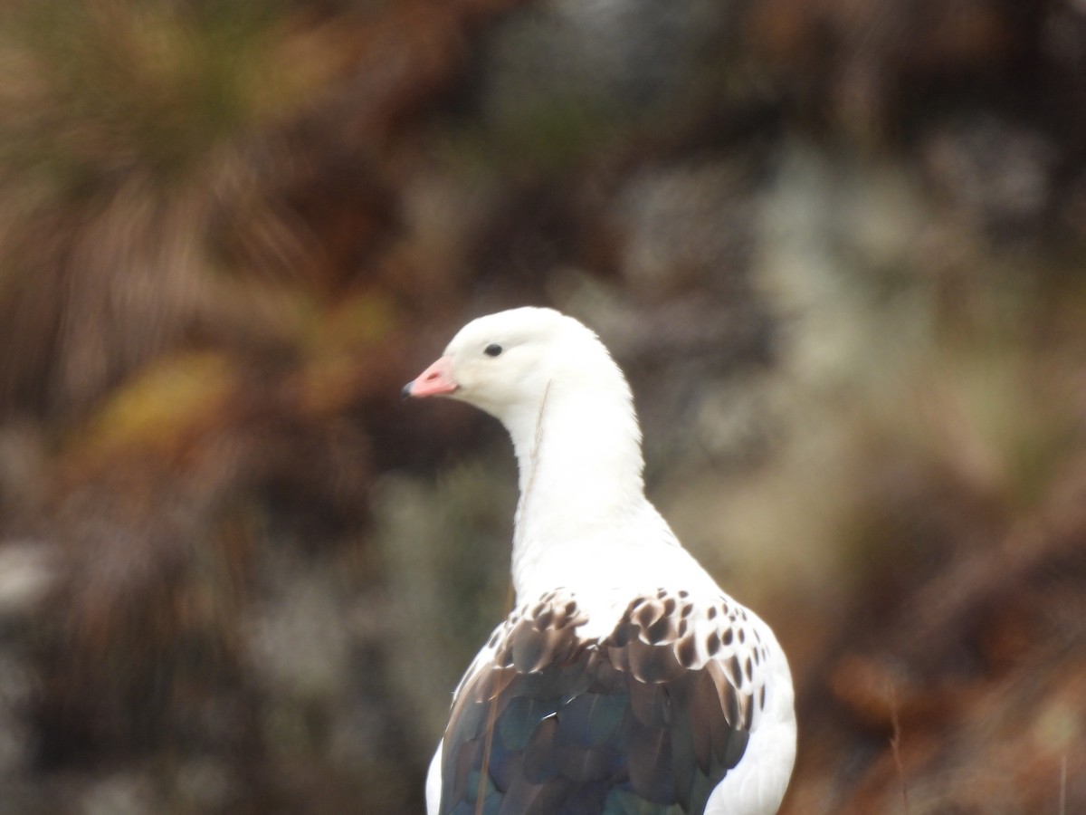 husice andská - ML644184342