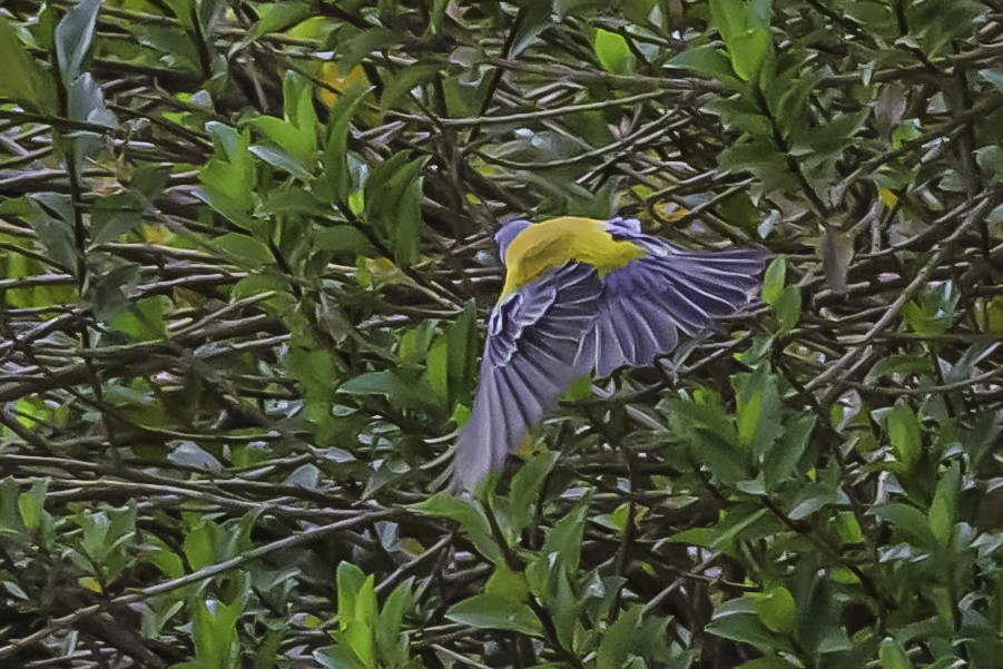 Peruvian Sierra Finch - ML644184366