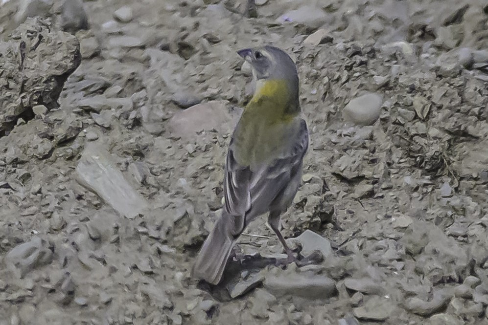 Peruvian Sierra Finch - ML644184367