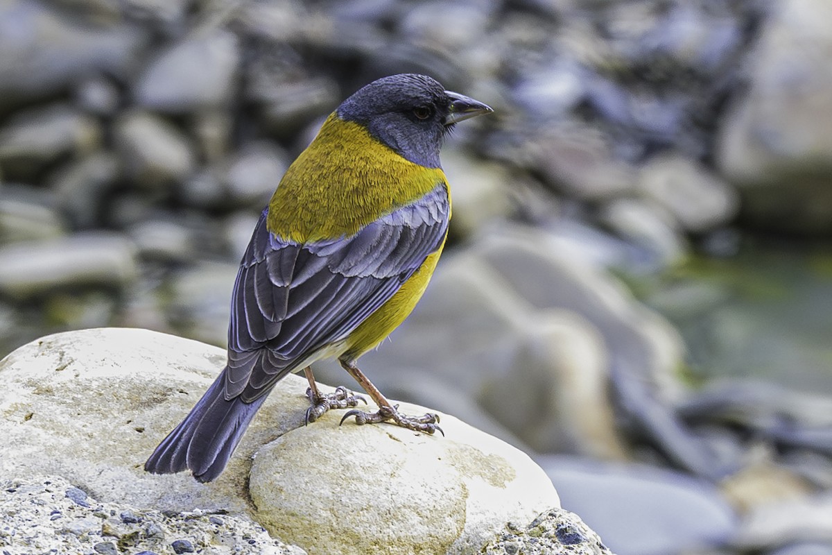 Peruvian Sierra Finch - ML644184368