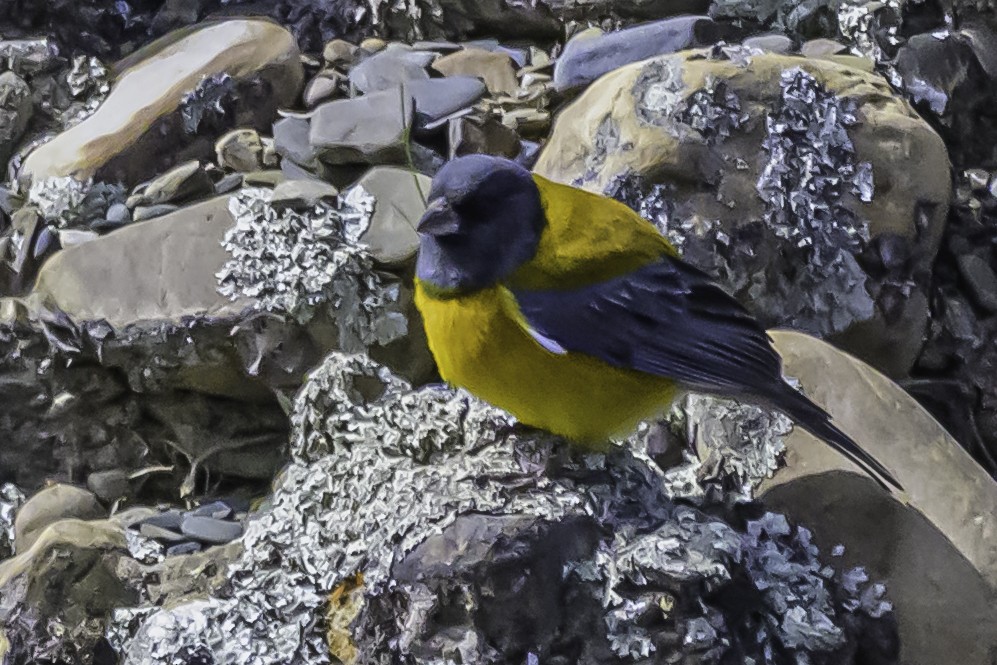 Peruvian Sierra Finch - ML644184369