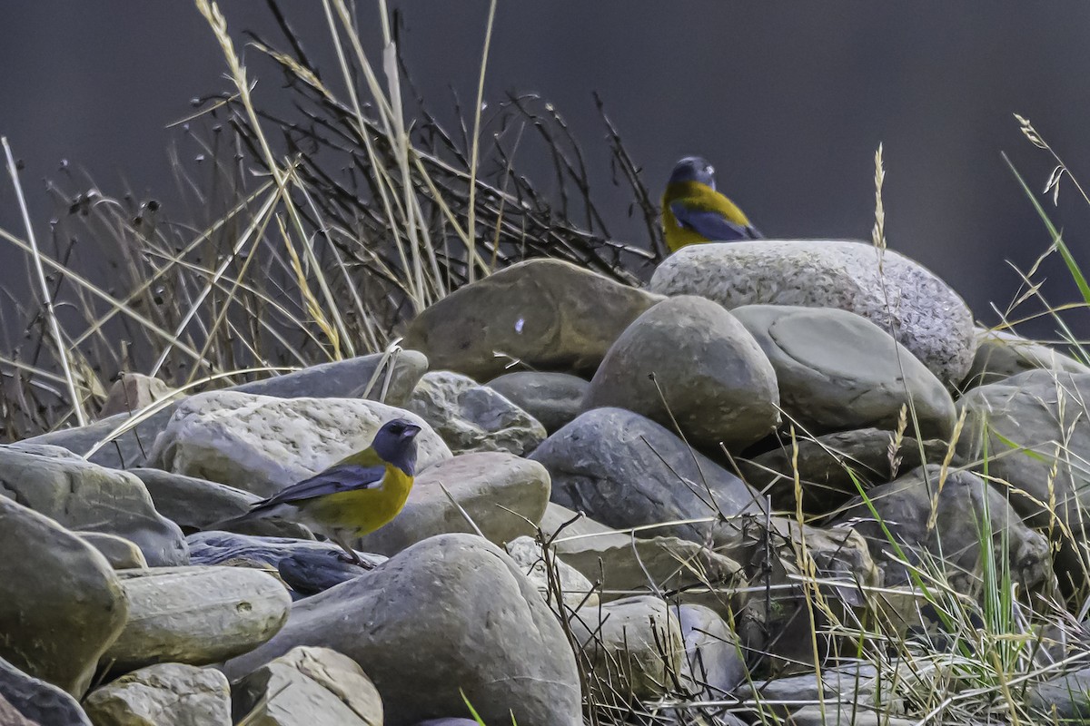 Peruvian Sierra Finch - ML644184370