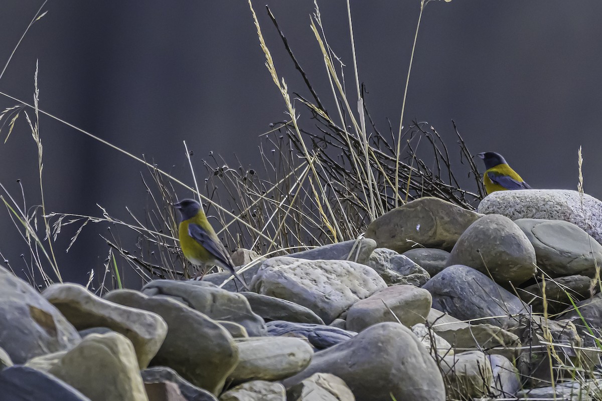Peruvian Sierra Finch - ML644184371